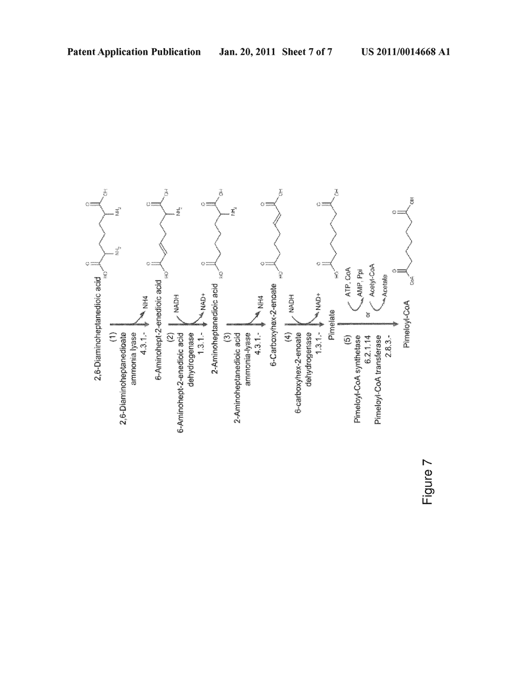 ORGANISMS FOR THE PRODUCTION OF CYCLOHEXANONE - diagram, schematic, and image 08