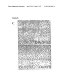 METHOD OF DERIVING PROGENITOR CELL LINE diagram and image