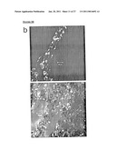 METHOD OF DERIVING PROGENITOR CELL LINE diagram and image