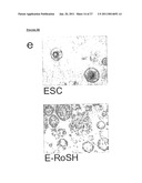 METHOD OF DERIVING PROGENITOR CELL LINE diagram and image