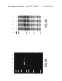 COMPOSITIONS, METHODS AND KITS FOR BIARSENICAL FLUOROPHORE LABELING diagram and image