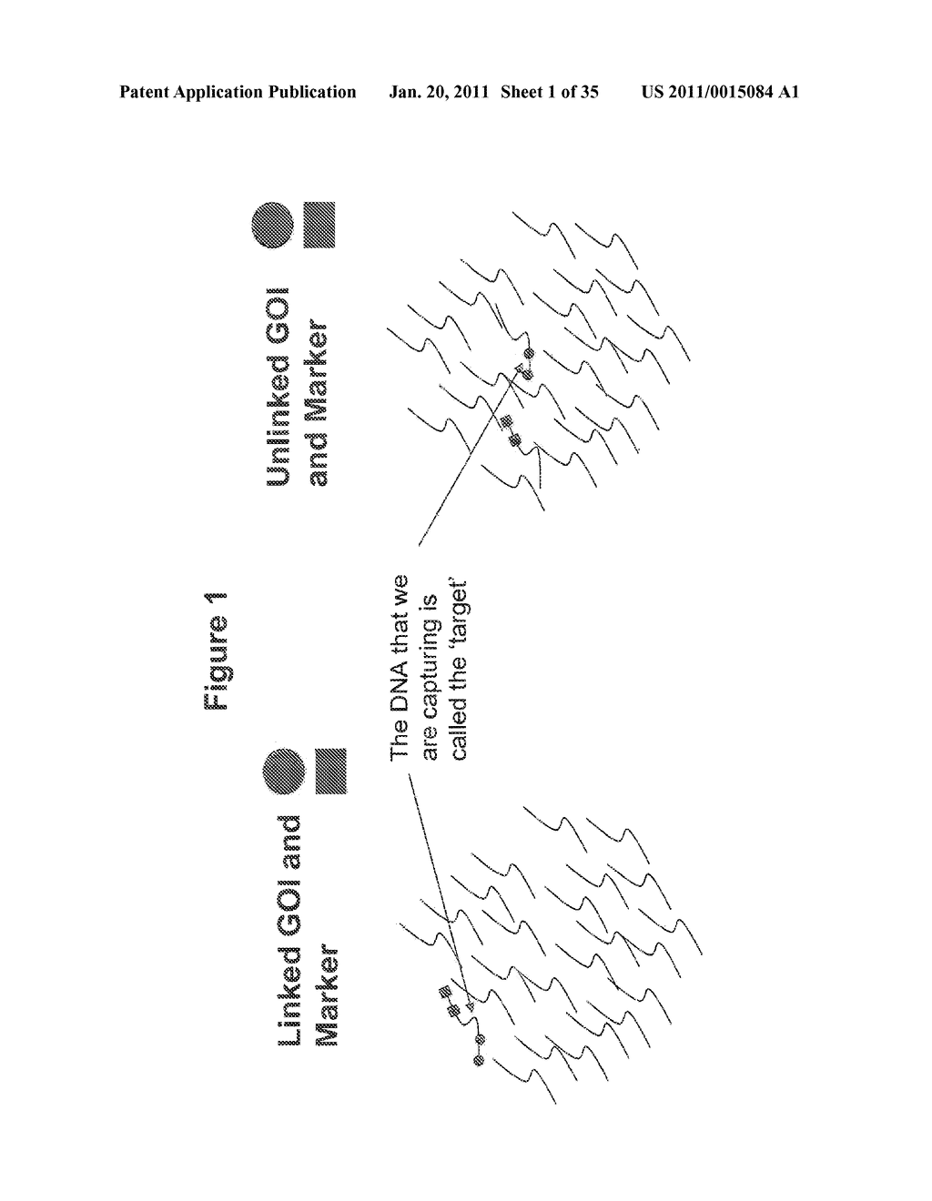 Methods for Identifying Genetic Linkage - diagram, schematic, and image 02