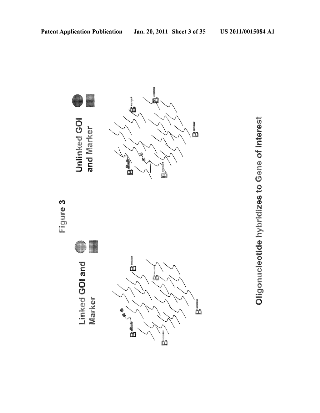 Methods for Identifying Genetic Linkage - diagram, schematic, and image 04