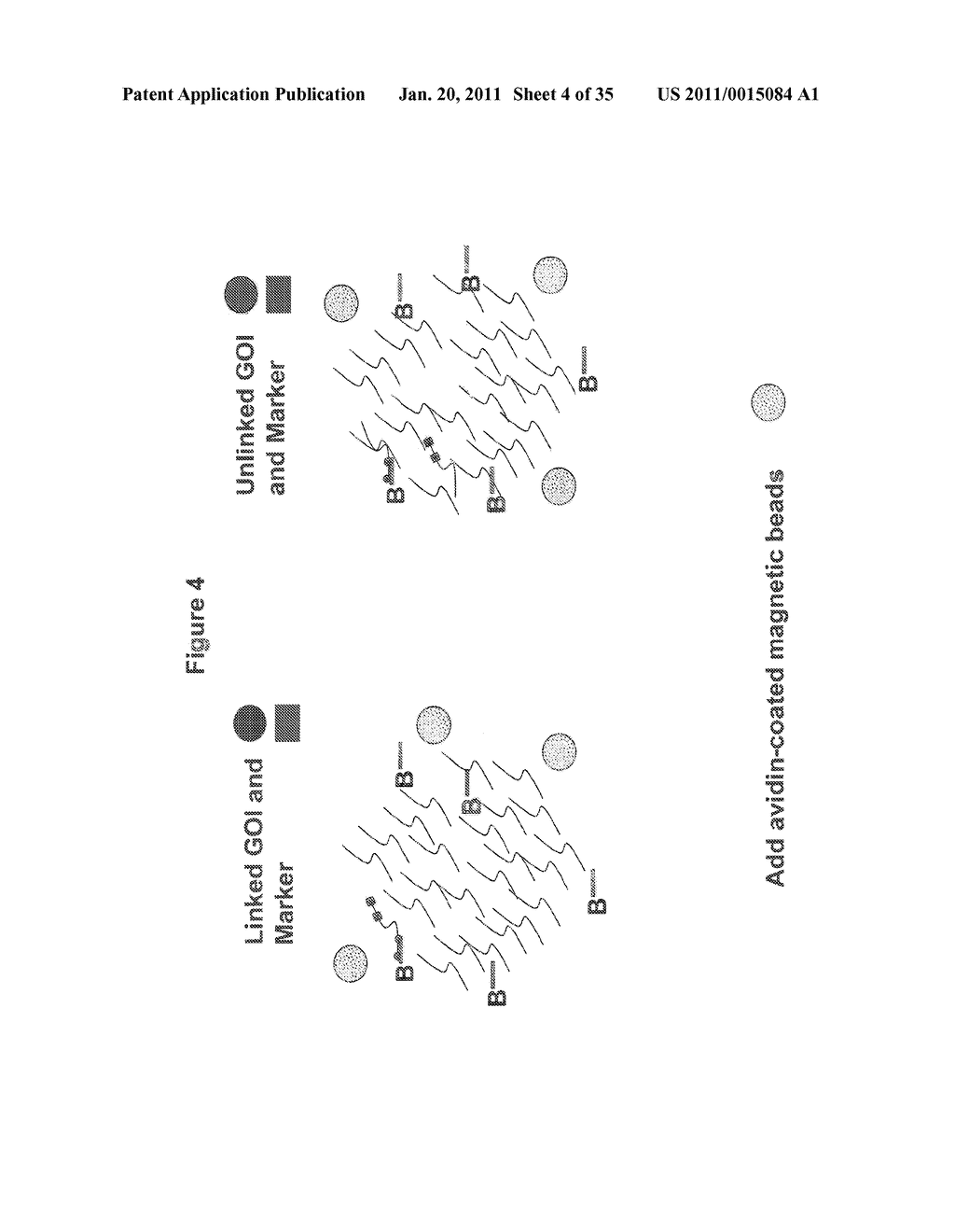 Methods for Identifying Genetic Linkage - diagram, schematic, and image 05