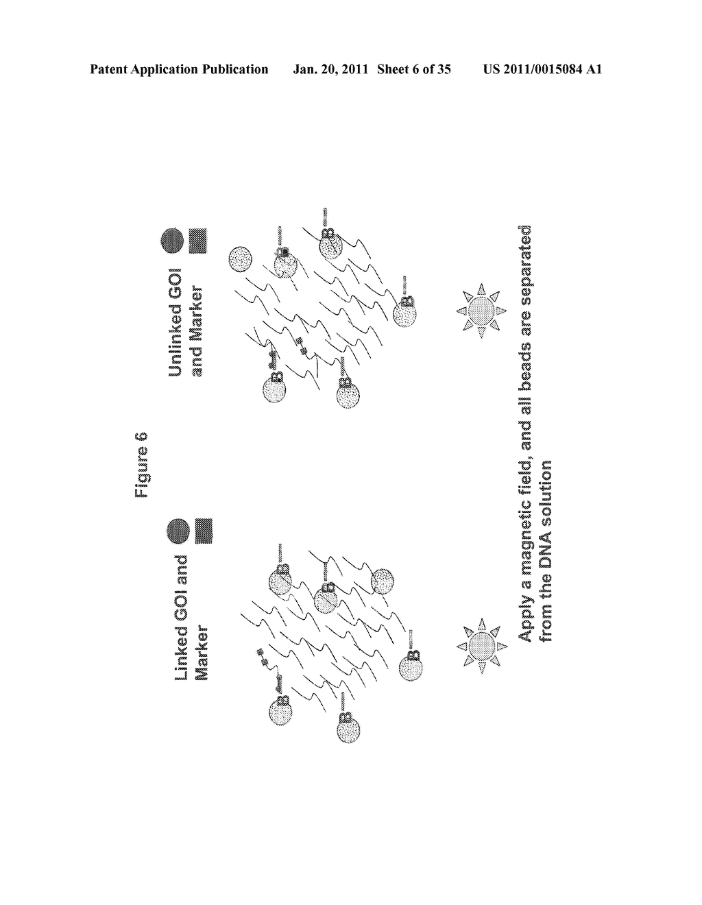 Methods for Identifying Genetic Linkage - diagram, schematic, and image 07