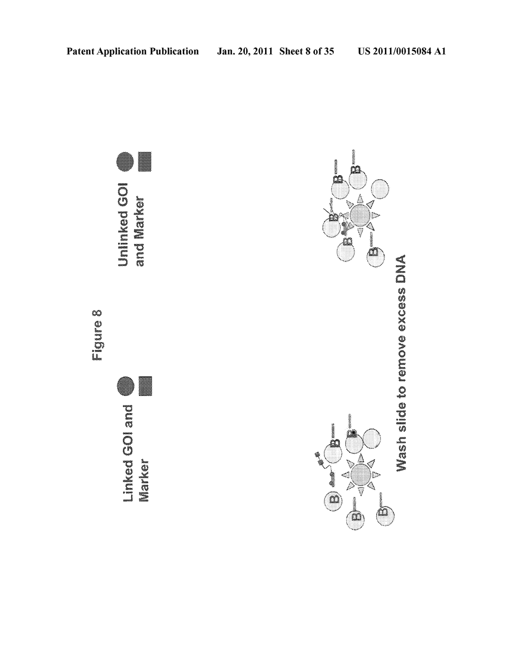 Methods for Identifying Genetic Linkage - diagram, schematic, and image 09