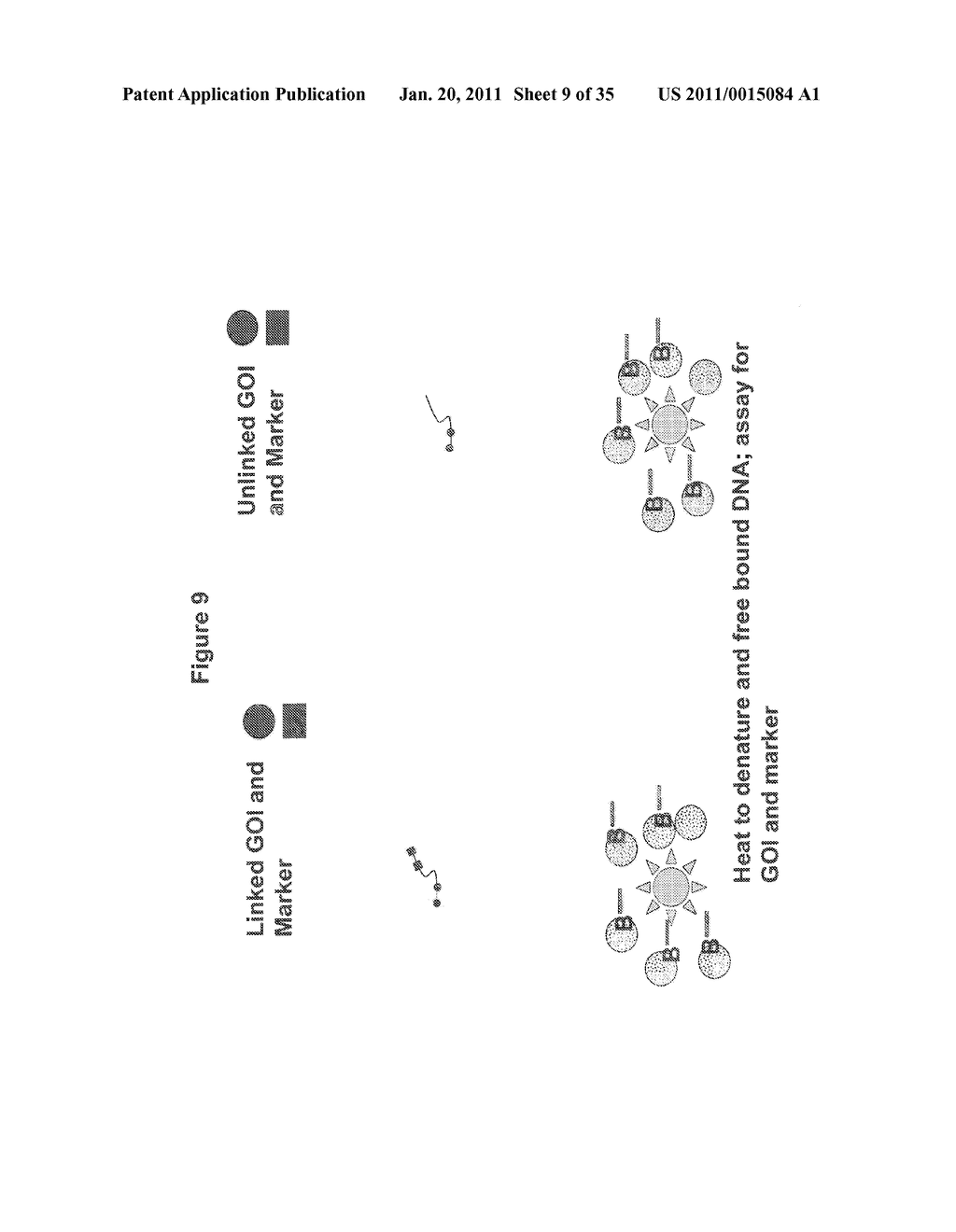 Methods for Identifying Genetic Linkage - diagram, schematic, and image 10