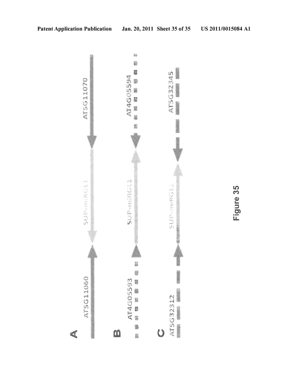 Methods for Identifying Genetic Linkage - diagram, schematic, and image 36