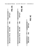Compositions and Methods For Inducing Apoptosis In Tumor Cells diagram and image