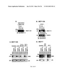INHIBITION OF INFLAMMATION USING ANTAGONISTS OF MUC1 diagram and image