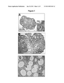 METHODS FOR IN VITRO MATURATION OF OVARIAN FOLLICLES diagram and image