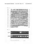 Gene of transporter selective to mugineic acid-iron complex diagram and image