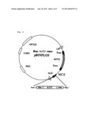 Gene of transporter selective to mugineic acid-iron complex diagram and image