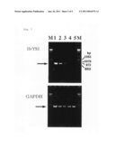 Gene of transporter selective to mugineic acid-iron complex diagram and image