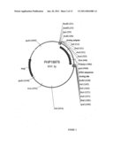 Cell Division and Proliferation Preferred Regulatory Elements and Uses Thereof diagram and image