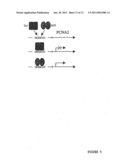 Cell Division and Proliferation Preferred Regulatory Elements and Uses Thereof diagram and image