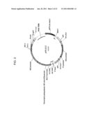 DELTA-8 DESATURASES AND THEIR USE IN MAKING POLYUNSATURATED FATTY ACIDS diagram and image