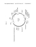 DELTA-8 DESATURASES AND THEIR USE IN MAKING POLYUNSATURATED FATTY ACIDS diagram and image