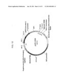 DELTA-8 DESATURASES AND THEIR USE IN MAKING POLYUNSATURATED FATTY ACIDS diagram and image