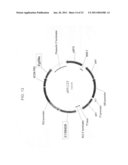 DELTA-8 DESATURASES AND THEIR USE IN MAKING POLYUNSATURATED FATTY ACIDS diagram and image