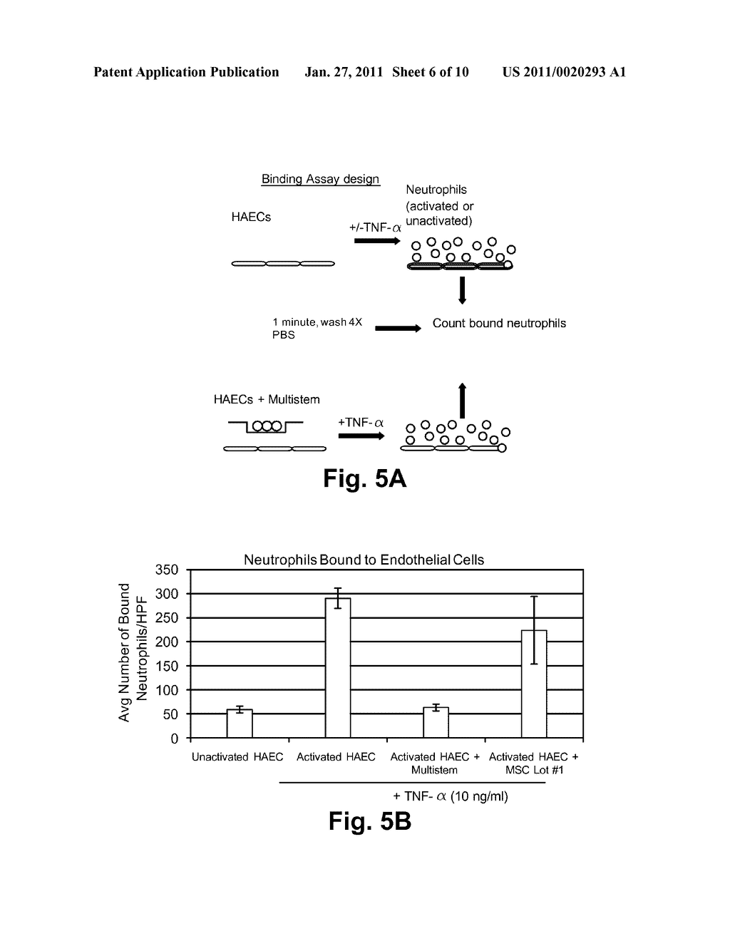 Use of Stem Cells to Reduce Leukocyte Extravasation - diagram, schematic, and image 07