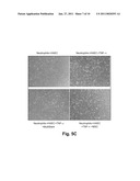 Use of Stem Cells to Reduce Leukocyte Extravasation diagram and image