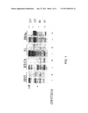 Treatment of Cancers Expressing p95 ErbB2 diagram and image