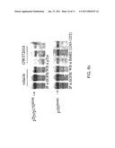 Treatment of Cancers Expressing p95 ErbB2 diagram and image