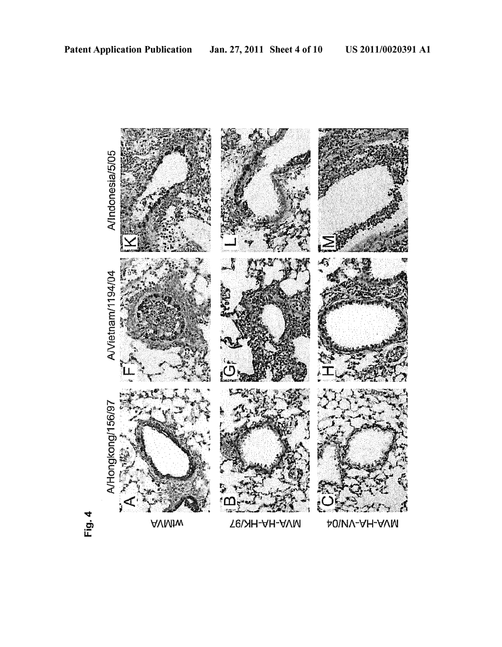 RECOMBINANT MODIFIED VACCINIA VIRUS ANKARA (MVA)-BASED VACCINE FOR THE AVIAN FLU - diagram, schematic, and image 05