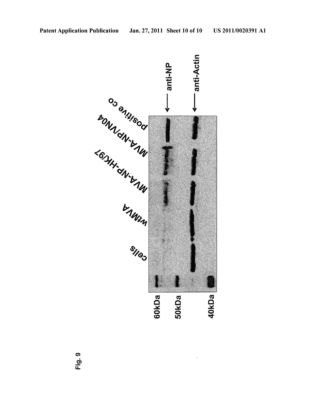 RECOMBINANT MODIFIED VACCINIA VIRUS ANKARA (MVA)-BASED VACCINE FOR THE AVIAN FLU - diagram, schematic, and image 11