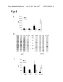 VACCINE COMPRISING A RIBOSOMAL PROTEIN EXTRACT (RPE) AND OPTIONALLY A TH1-PROMOTING ADJUVANT diagram and image