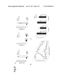 VACCINE COMPRISING A RIBOSOMAL PROTEIN EXTRACT (RPE) AND OPTIONALLY A TH1-PROMOTING ADJUVANT diagram and image