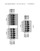 NEW USE OF HISTONE DEACETYLASE INHIBITORS IN CHANGING MRJP3 PROTEIN IN ROYAL JELLY diagram and image