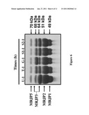 NEW USE OF HISTONE DEACETYLASE INHIBITORS IN CHANGING MRJP3 PROTEIN IN ROYAL JELLY diagram and image