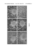 NEW USE OF HISTONE DEACETYLASE INHIBITORS IN CHANGING MRJP3 PROTEIN IN ROYAL JELLY diagram and image