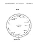 CORN PLANTS AND SEED ENHANCED FOR ASPARAGINE AND PROTEIN diagram and image