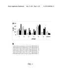 PEPTIDE DENDRIMERS: AFFINITY REAGENTS FOR BINDING NOROVIRUSES diagram and image