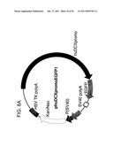 USE OF REGULATORY SEQUENCES FOR SPECIFIC, TRANSIENT EXPRESSION IN NEURONAL DETERMINED CELLS diagram and image