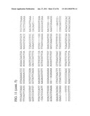 USE OF REGULATORY SEQUENCES FOR SPECIFIC, TRANSIENT EXPRESSION IN NEURONAL DETERMINED CELLS diagram and image