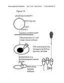 USE OF REGULATORY SEQUENCES FOR SPECIFIC, TRANSIENT EXPRESSION IN NEURONAL DETERMINED CELLS diagram and image