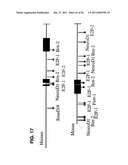 USE OF REGULATORY SEQUENCES FOR SPECIFIC, TRANSIENT EXPRESSION IN NEURONAL DETERMINED CELLS diagram and image