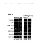 USE OF REGULATORY SEQUENCES FOR SPECIFIC, TRANSIENT EXPRESSION IN NEURONAL DETERMINED CELLS diagram and image