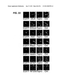 USE OF REGULATORY SEQUENCES FOR SPECIFIC, TRANSIENT EXPRESSION IN NEURONAL DETERMINED CELLS diagram and image