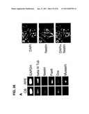 USE OF REGULATORY SEQUENCES FOR SPECIFIC, TRANSIENT EXPRESSION IN NEURONAL DETERMINED CELLS diagram and image