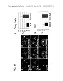 USE OF REGULATORY SEQUENCES FOR SPECIFIC, TRANSIENT EXPRESSION IN NEURONAL DETERMINED CELLS diagram and image