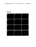 USE OF REGULATORY SEQUENCES FOR SPECIFIC, TRANSIENT EXPRESSION IN NEURONAL DETERMINED CELLS diagram and image