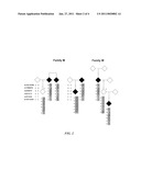 NUCLEIC ACIDS, METHODS AND KITS FOR THE DIAGNOSIS OF DYT6 PRIMARY TORSION DYSTONIA diagram and image