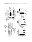 Precursor miRNA loop-modulated target regulation diagram and image