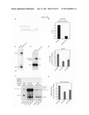 Precursor miRNA loop-modulated target regulation diagram and image