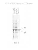 De novo synthesized plasmid, methods of making and use thereof diagram and image